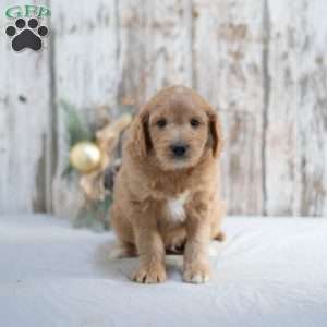 Garnett, Mini Goldendoodle Puppy